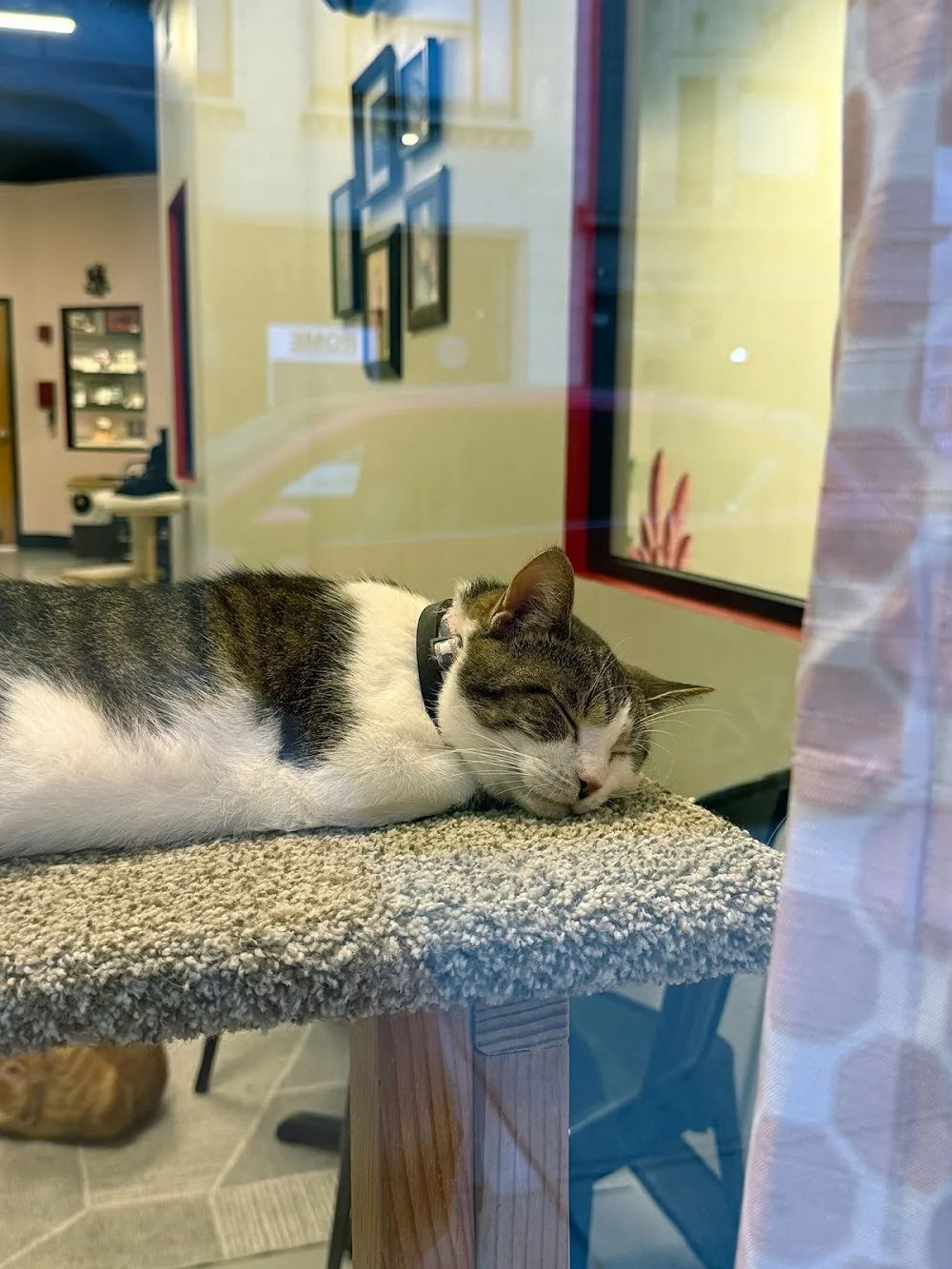 RubyCats Cat Cafe cat cafe in Toledo - interior