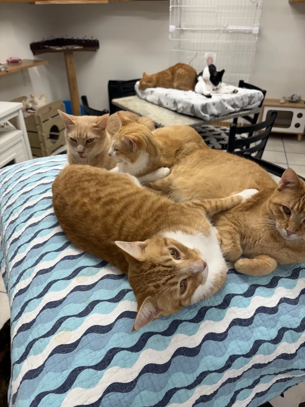 Salty Cat Cafe - cat cafe in Panama City