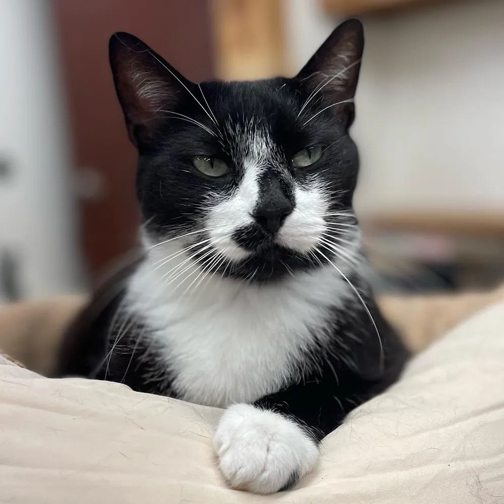 Salty Cat Cafe - cat cafe in Panama City