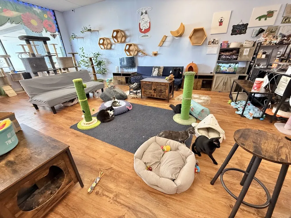 Sassy Cat Club Cafe cat cafe in Brandon - interior