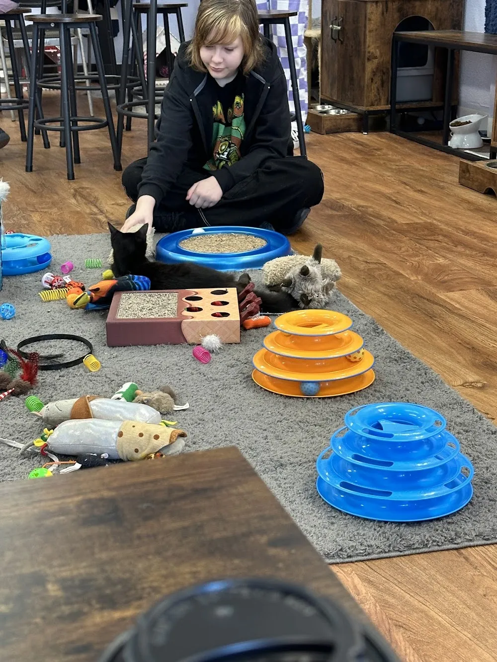 Sassy Cat Club Cafe cat cafe in Brandon - cats