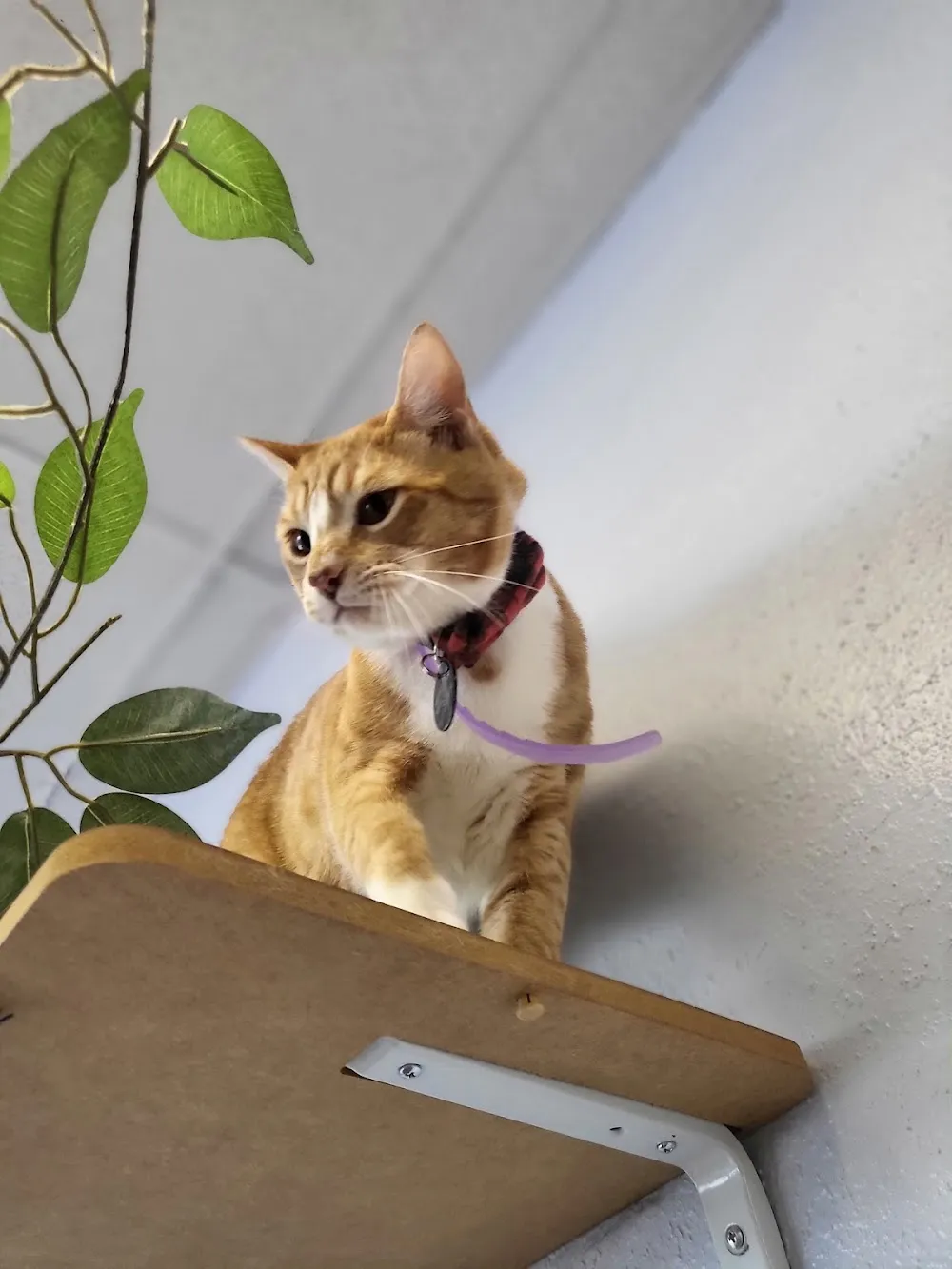 Sassy Cat Club Cafe cat cafe in Brandon - atmosphere