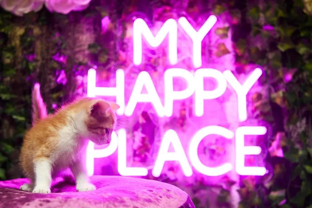 Scruffy's Cafe cat cafe in Knoxville - cats