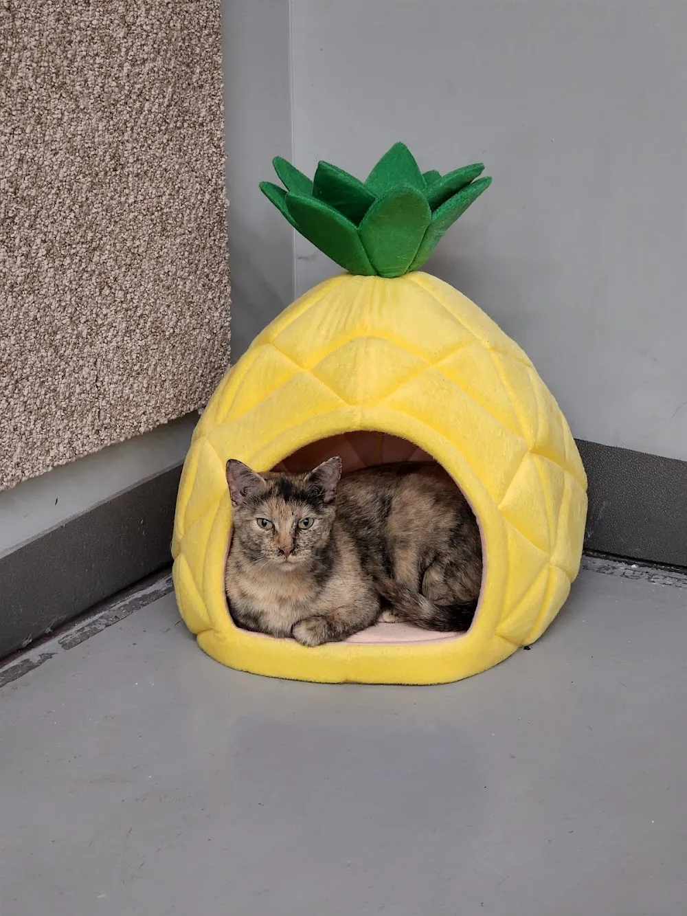 Second Cup Cat Cafe cat cafe in Shawnee - cats