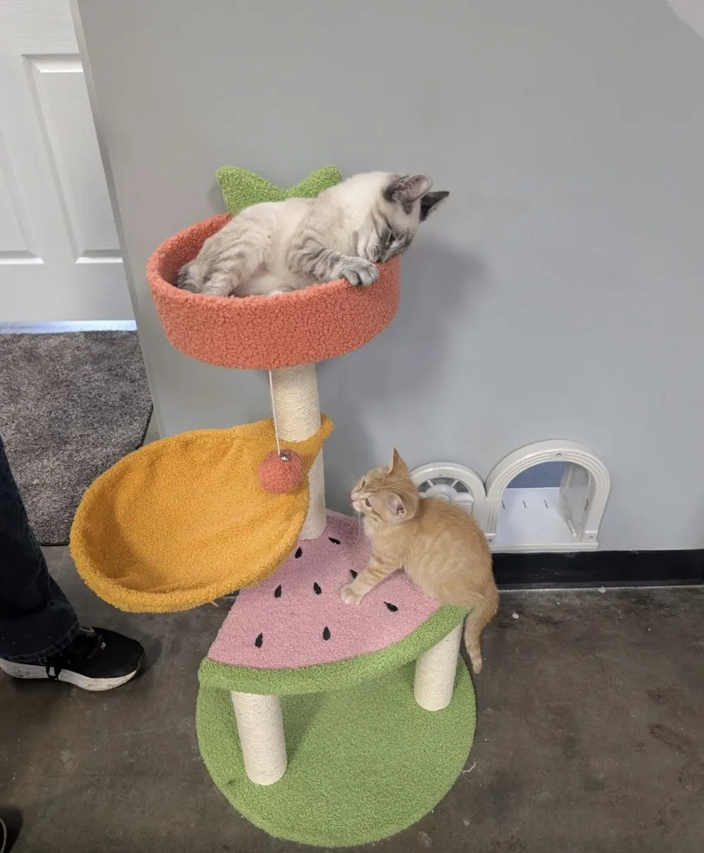 Second Cup Cat Cafe cat cafe in Shawnee - atmosphere