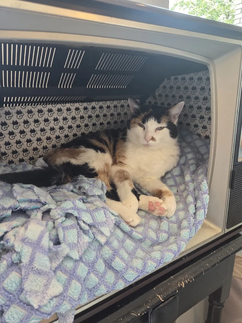 Sip & Purr Cat Café cat cafe in Milwaukee - atmosphere