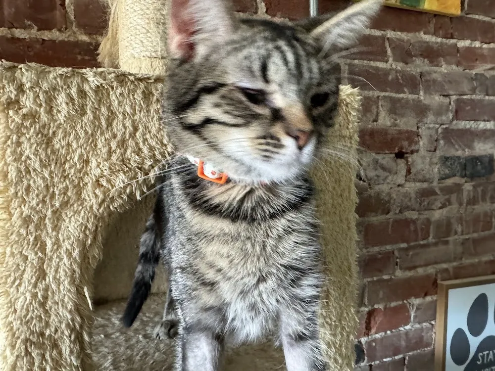 Something Pawsitive cat cafe in Paragould - cats