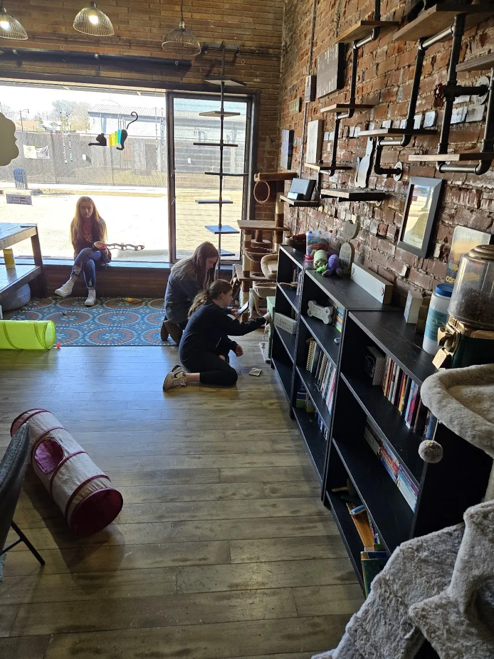 Something Pawsitive cat cafe in Paragould - atmosphere