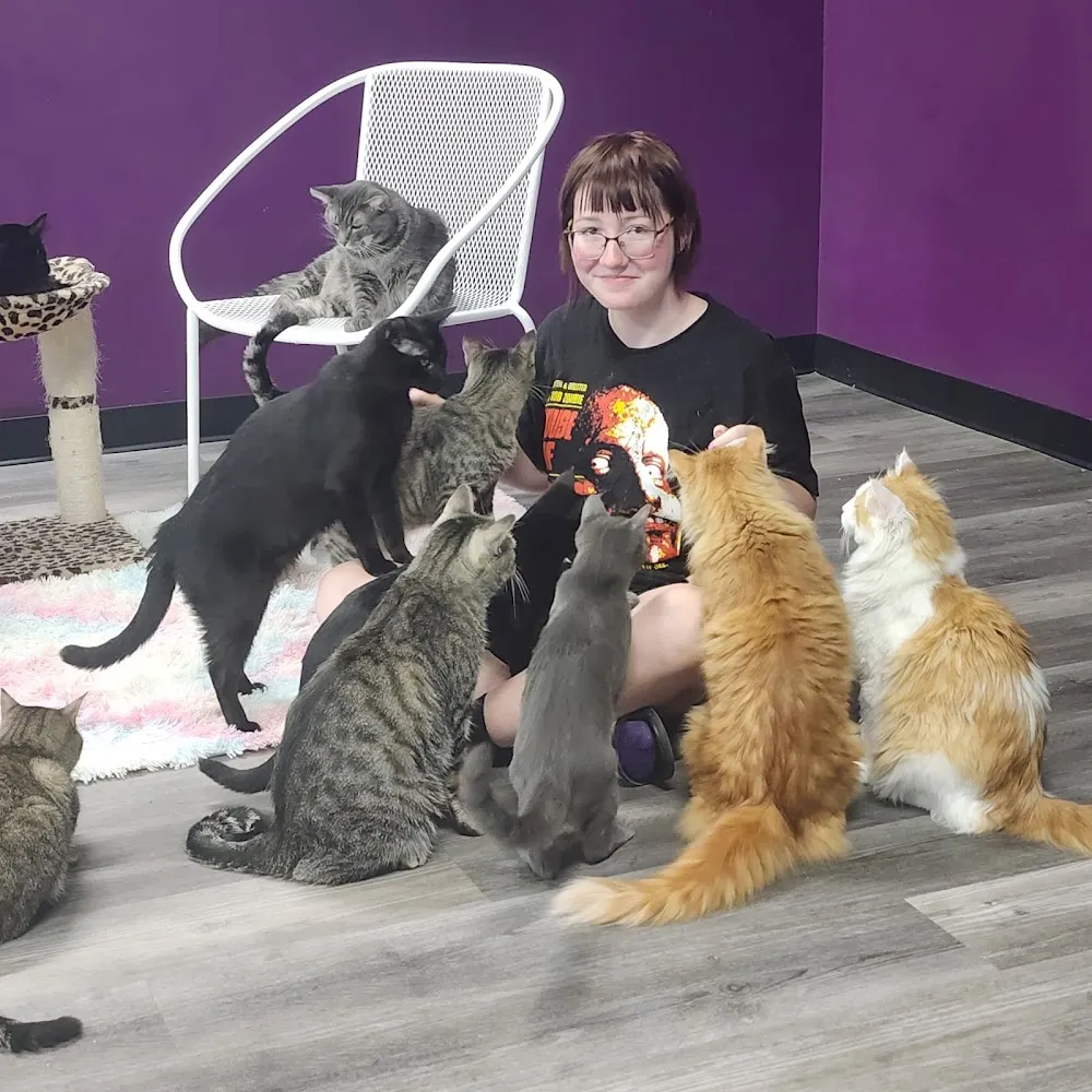 Sugar Kittens Cat Cafe & Cattery cat cafe in Liberty - atmosphere