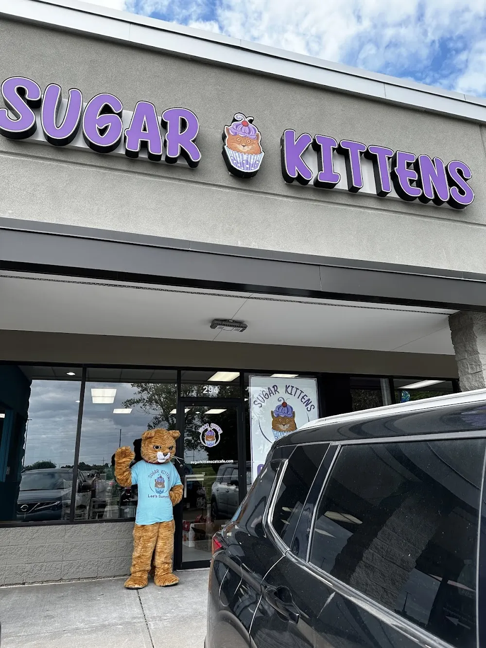 Sugar Kittens Lees Summit cat cafe in Lee's Summit - interior