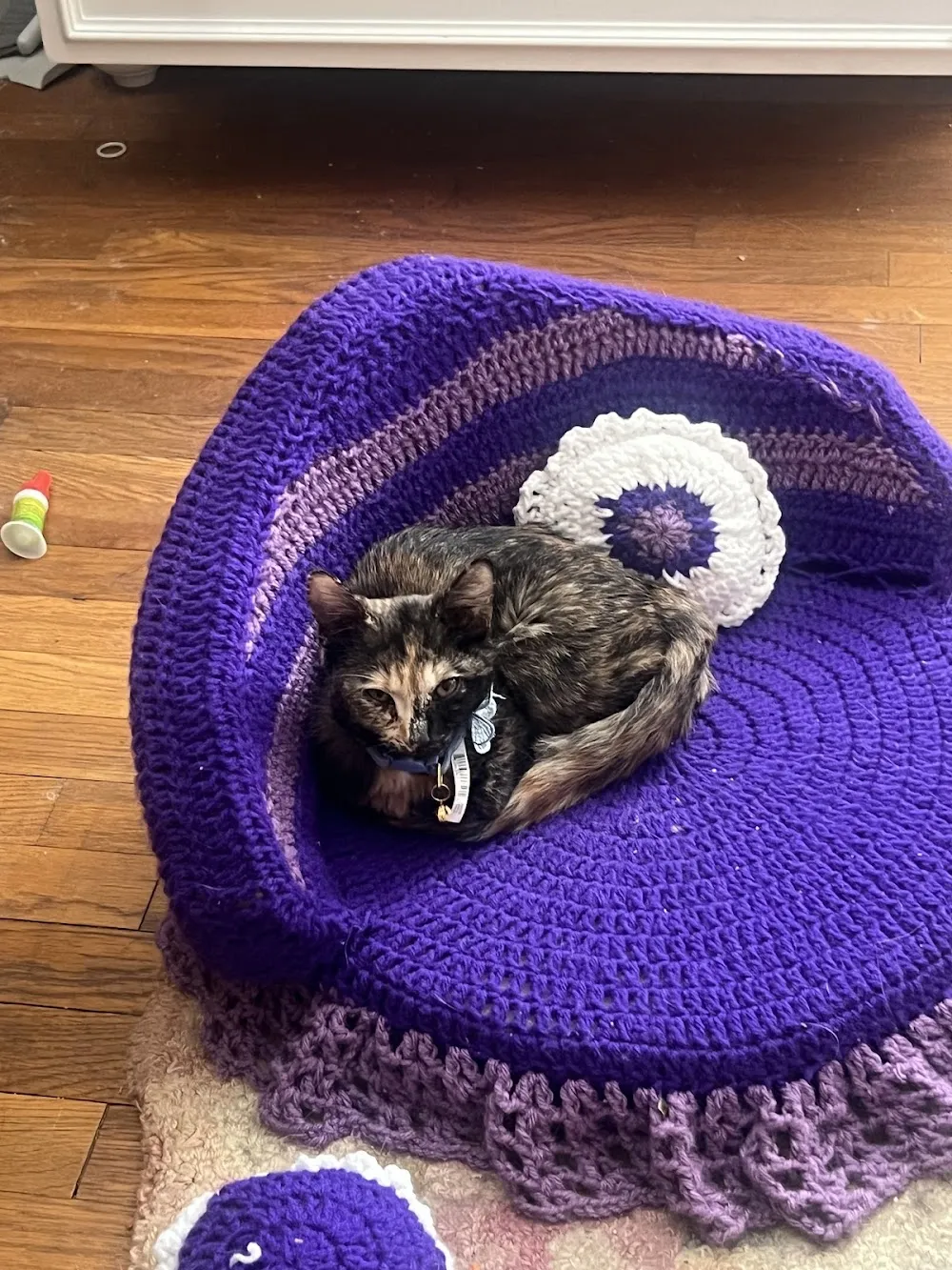 Sugar Kittens Lees Summit cat cafe in Lee's Summit - cats