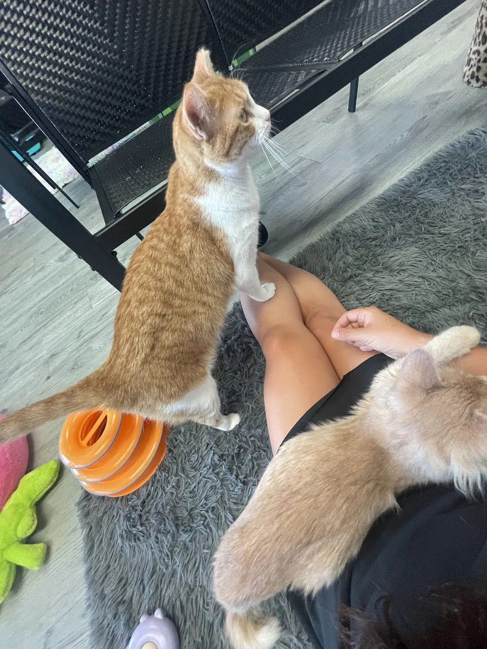 Sugar Kittens Lees Summit cat cafe in Lee's Summit - atmosphere