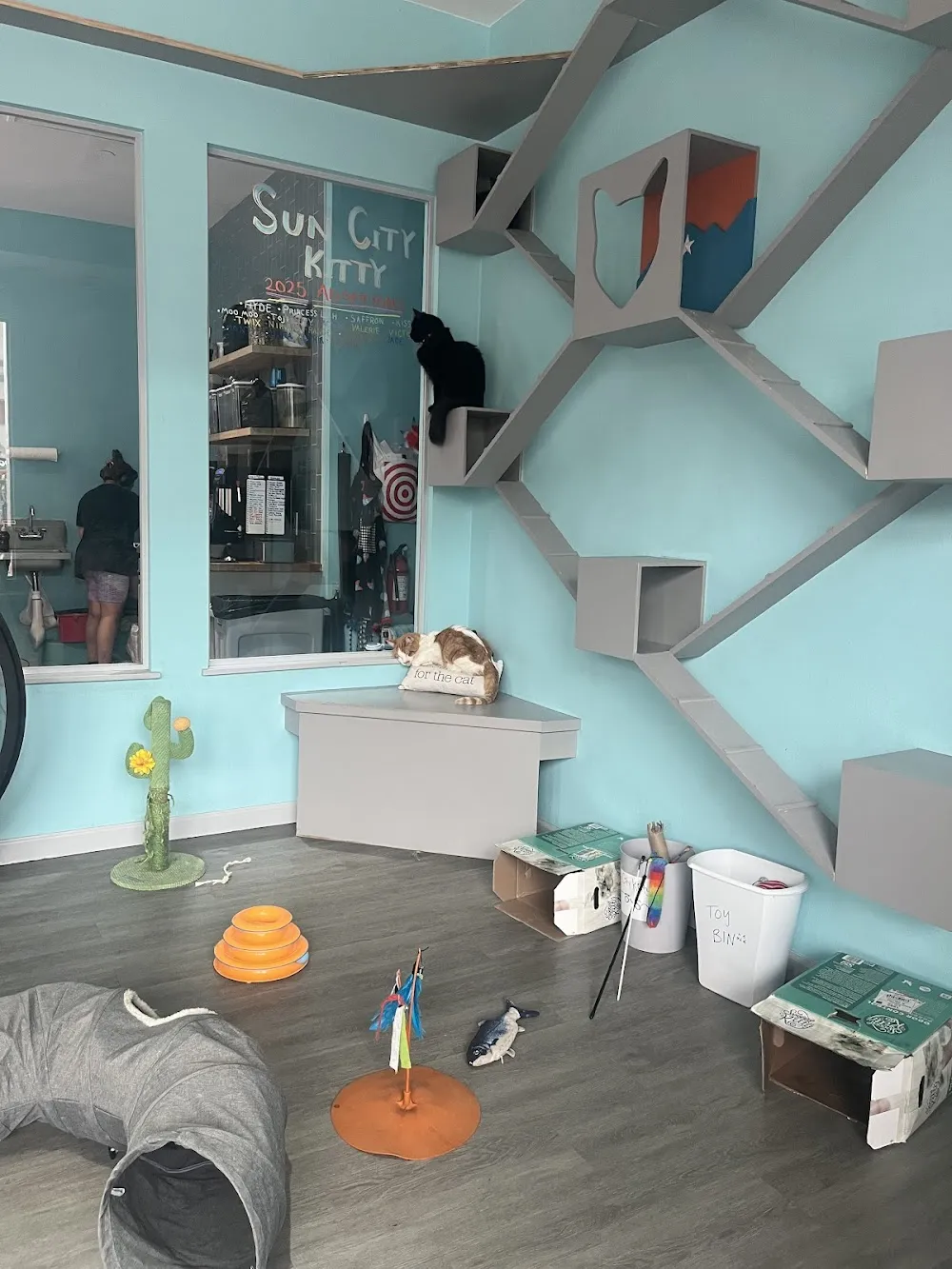 Sun City Kitty cat cafe in El Paso - cats