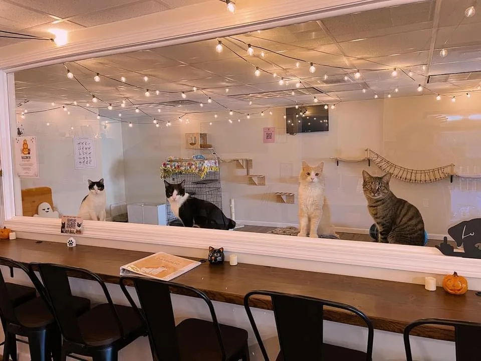 Tabby & Fidos Cat Cafe cat cafe in Bowling Green - interior