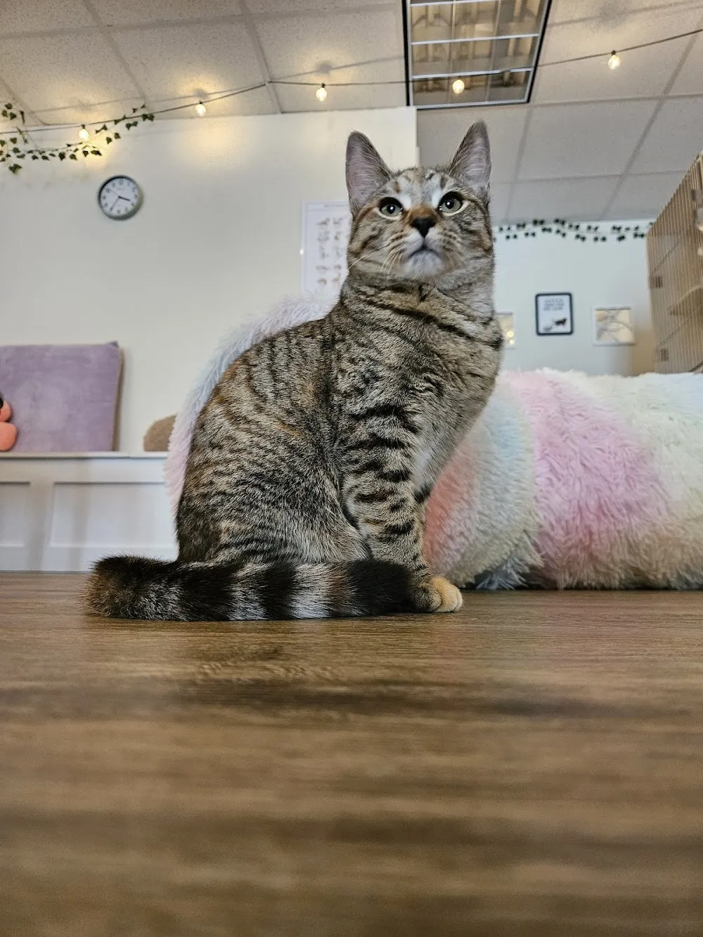 Tabby & Fidos Cat Cafe cat cafe in Bowling Green - atmosphere