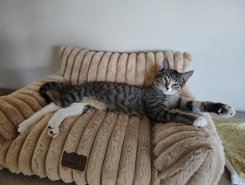 Tabby Tea Cat Lounge & Adoption Center cat cafe in Davis - cats