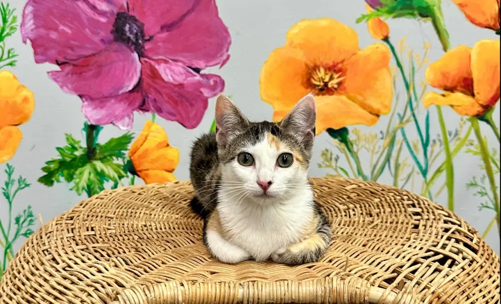 Tail Town Cats cat cafe in Pasadena - interior