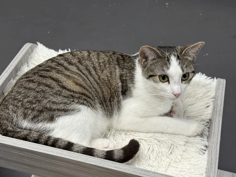 Tail Town Cats cat cafe in Pasadena - cats