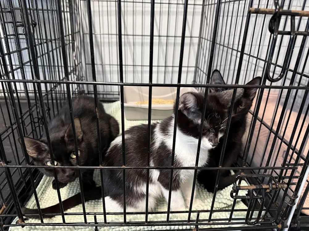 Tail Town Cats cat cafe in Pasadena - atmosphere