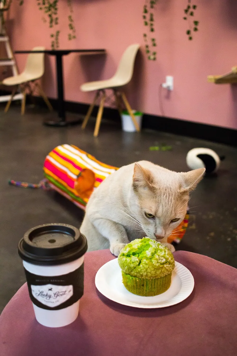 Tally Cat Cafe cat cafe in Tallahassee - cats