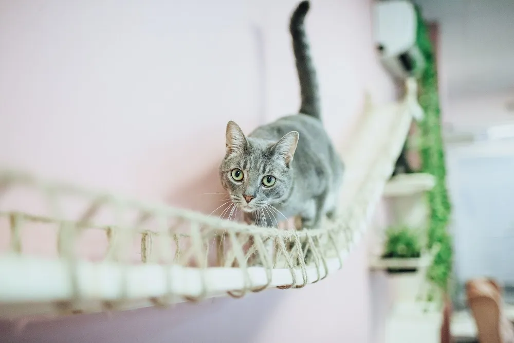 Tally Cat Cafe cat cafe in Tallahassee - atmosphere