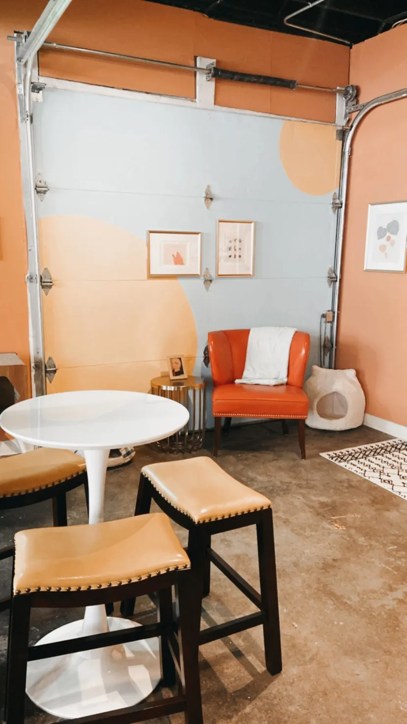 Teddy Cat Cafe cat cafe in Denver - interior