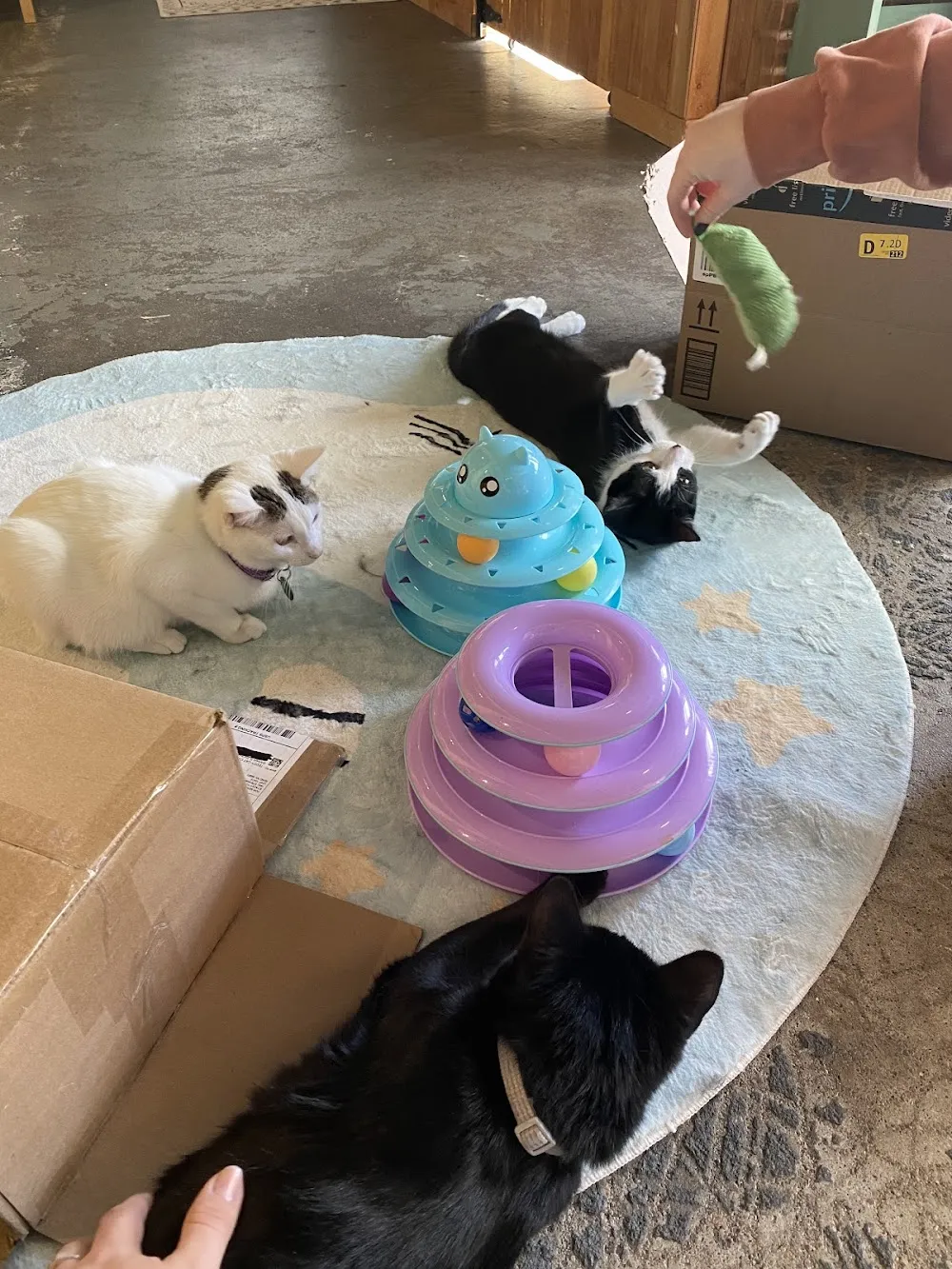 Teddy Cat Cafe cat cafe in Denver - cats