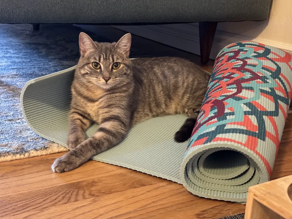 Teddy Cat Cafe cat cafe in Denver - atmosphere