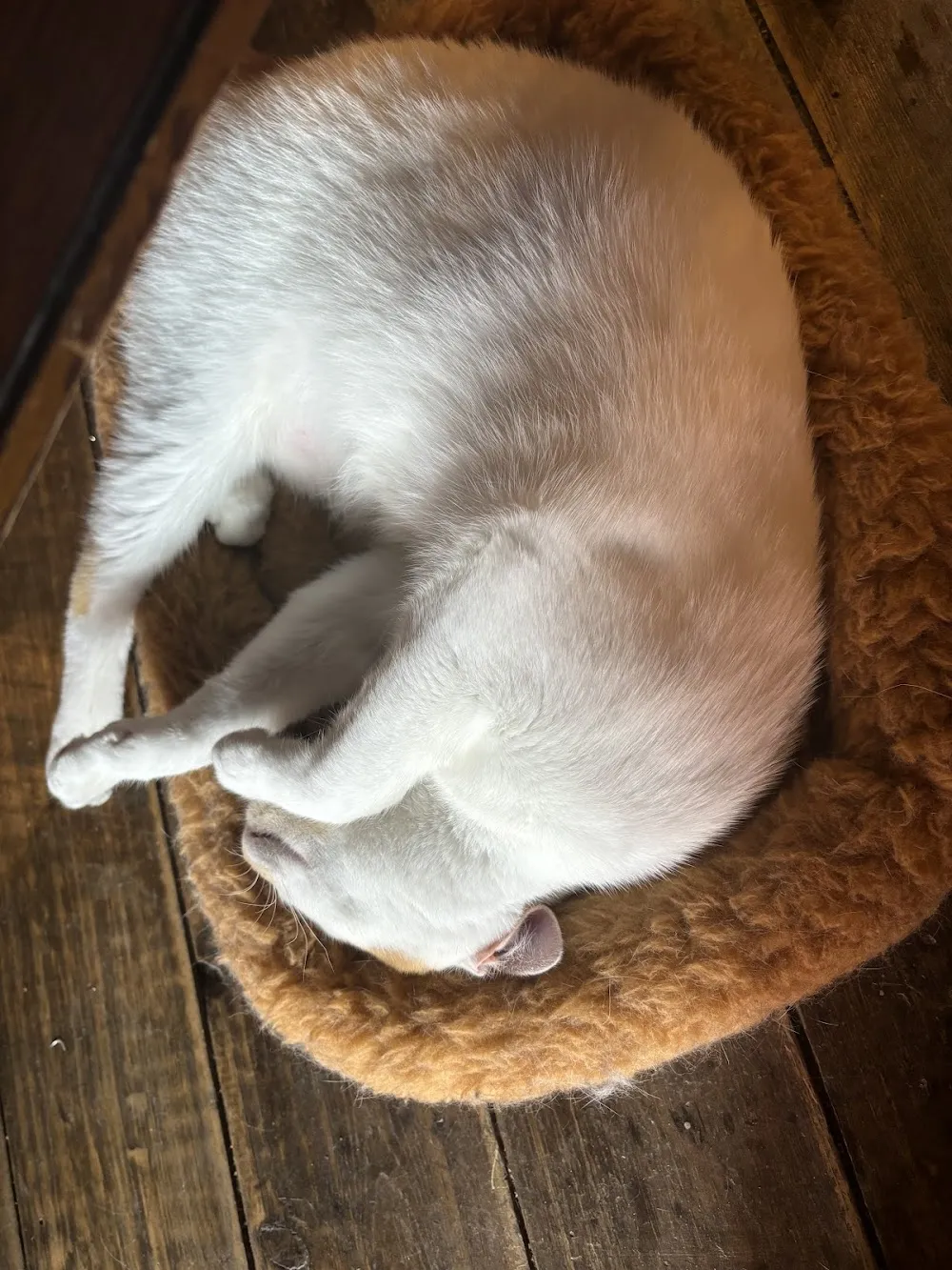 The Biscuit Factory Cat Lounge cat cafe in Colorado Springs - cats