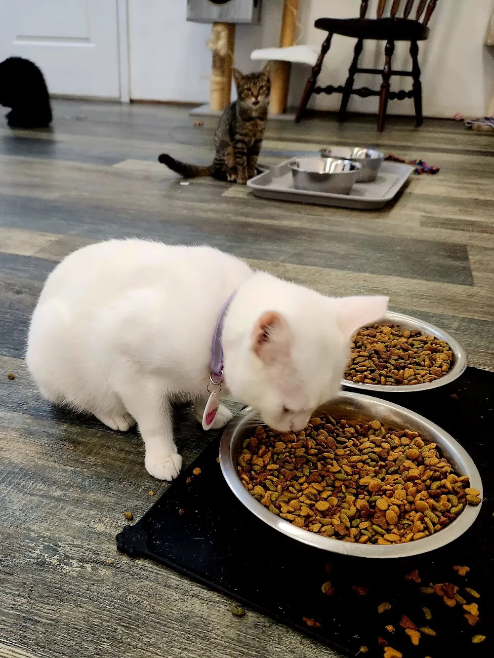 The Black Cat Market cat cafe in Pittsburgh - cats