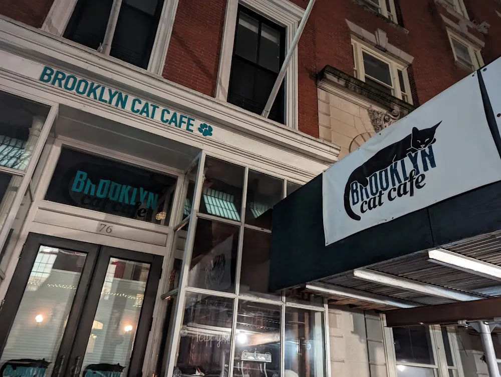 The Brooklyn Cat Cafe cat cafe in Brooklyn - interior