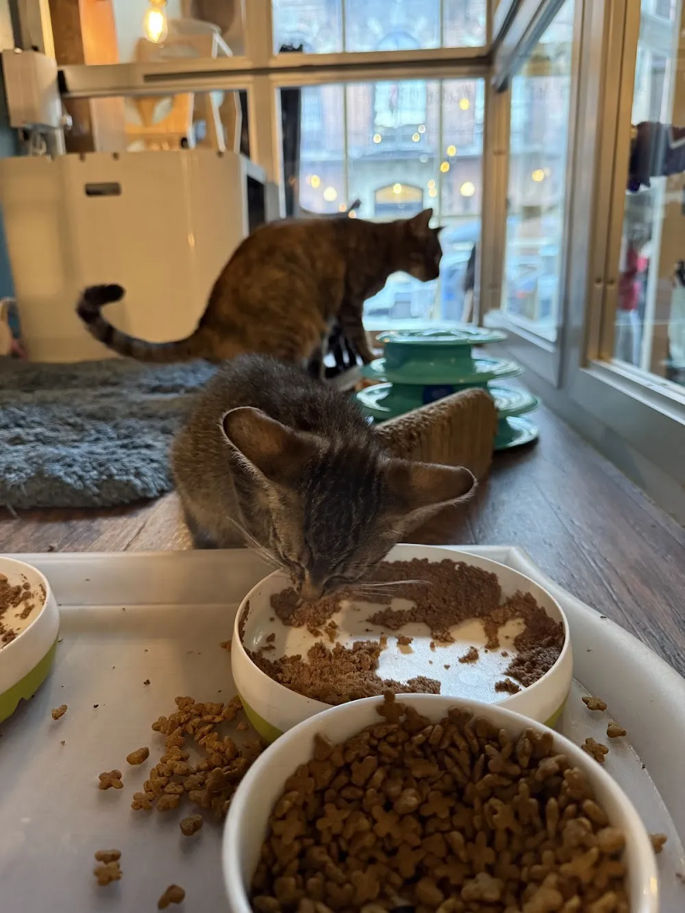 The Brooklyn Cat Cafe cat cafe in Brooklyn - cats