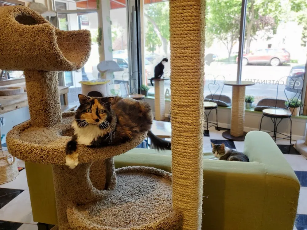 The Cafe Meow cat cafe in Roseville - interior