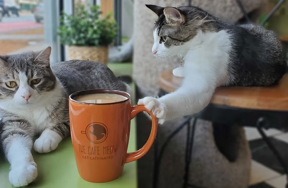 The Cafe Meow cat cafe in Roseville - atmosphere