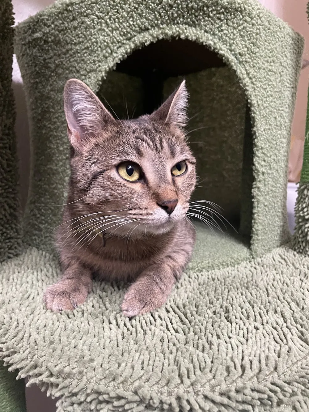 The Cafe Meow cat cafe in New Hope - atmosphere