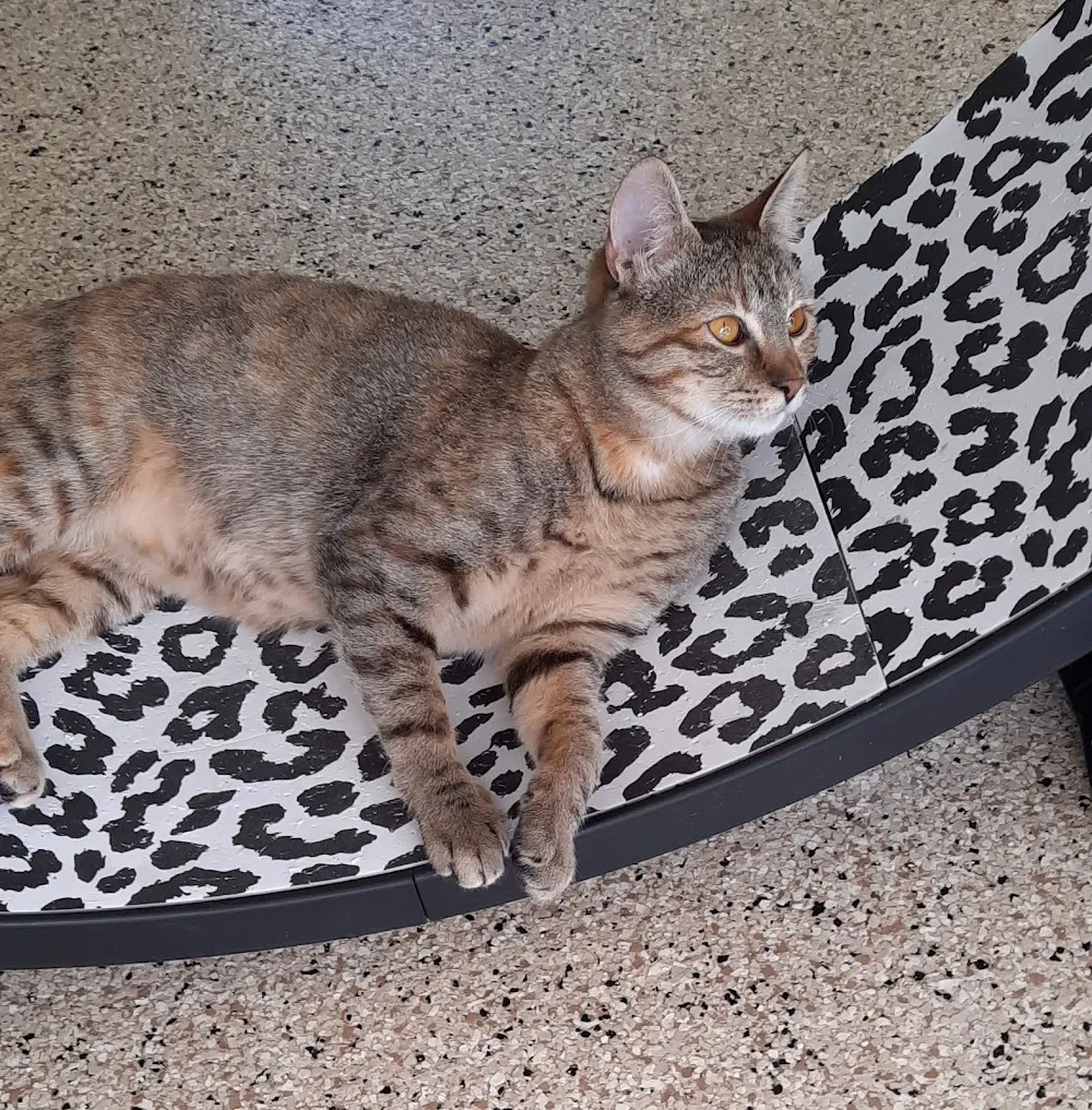 The Caffeinated Cat Cafe cat cafe in Grover Beach - atmosphere