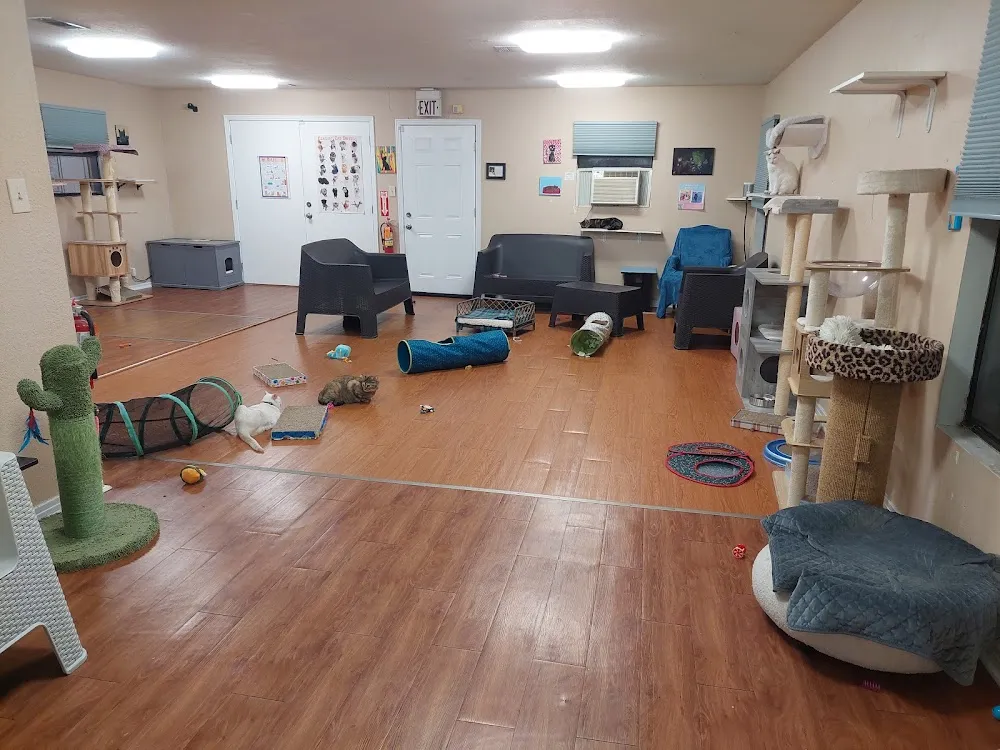 The Casual Cat Cafe cat cafe in Richland Hills - interior