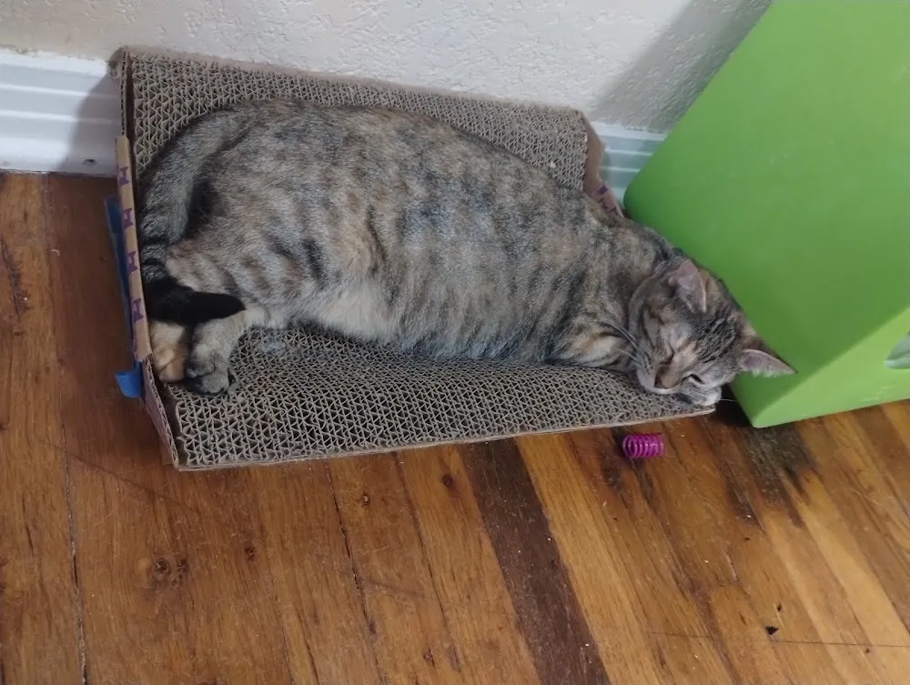 The Casual Cat Cafe cat cafe in Richland Hills - cats