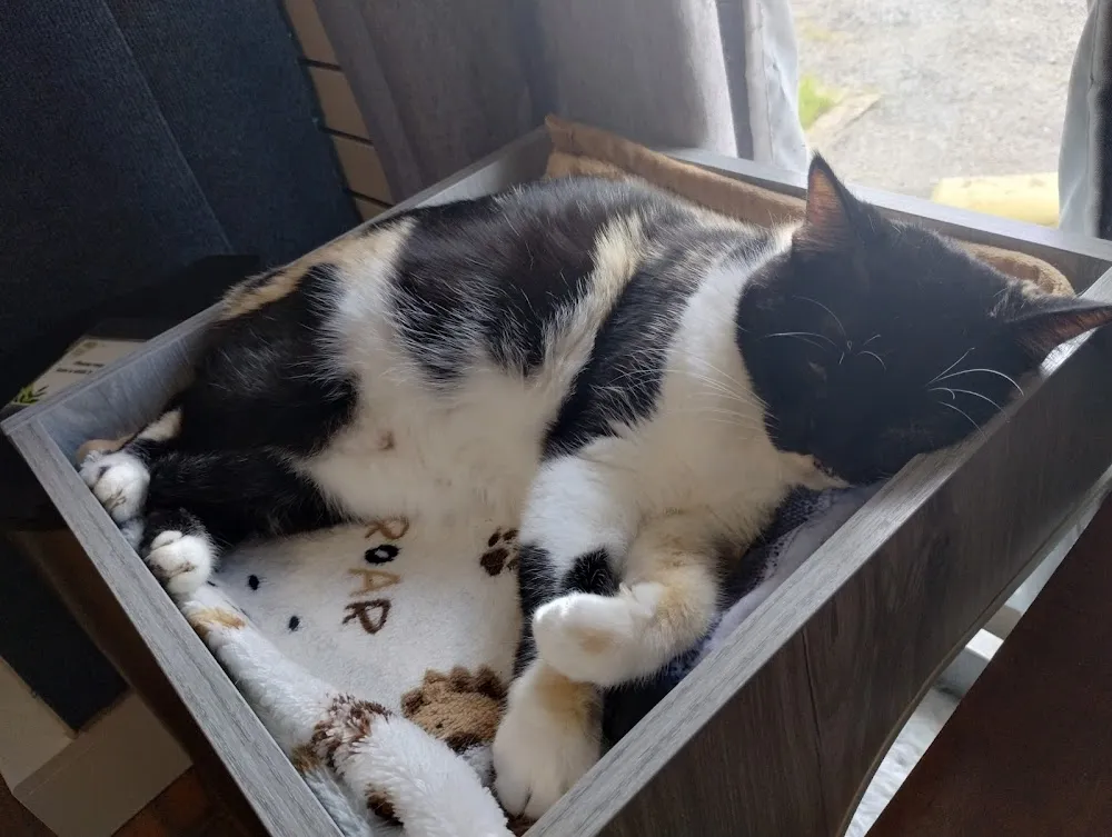 The Casual Cat Cafe cat cafe in Richland Hills - atmosphere