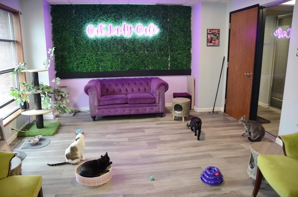 The Cat Lady Cafe South Bend cat cafe in South Bend - cats