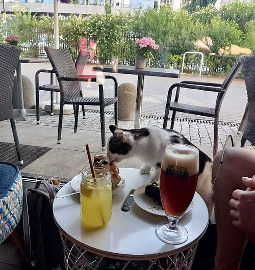 The Catcade - Cat Cafe & Rescue cat cafe in Chicago - cats