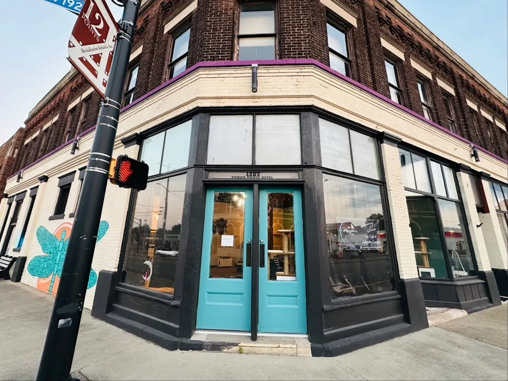 The Catmosphere LLC cat cafe in Terre Haute - cats