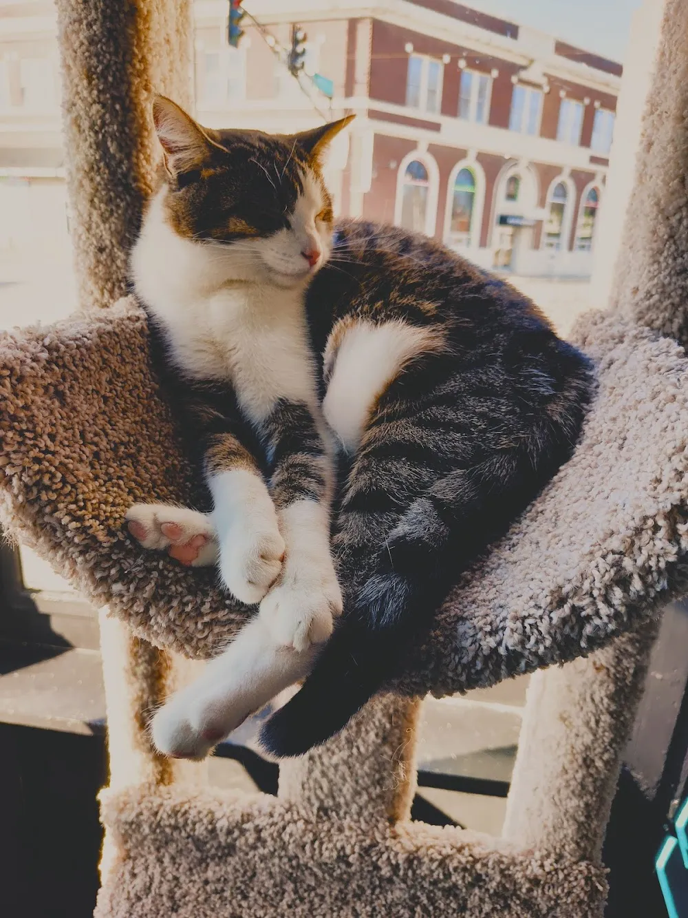 The Catmosphere LLC cat cafe in Terre Haute - atmosphere