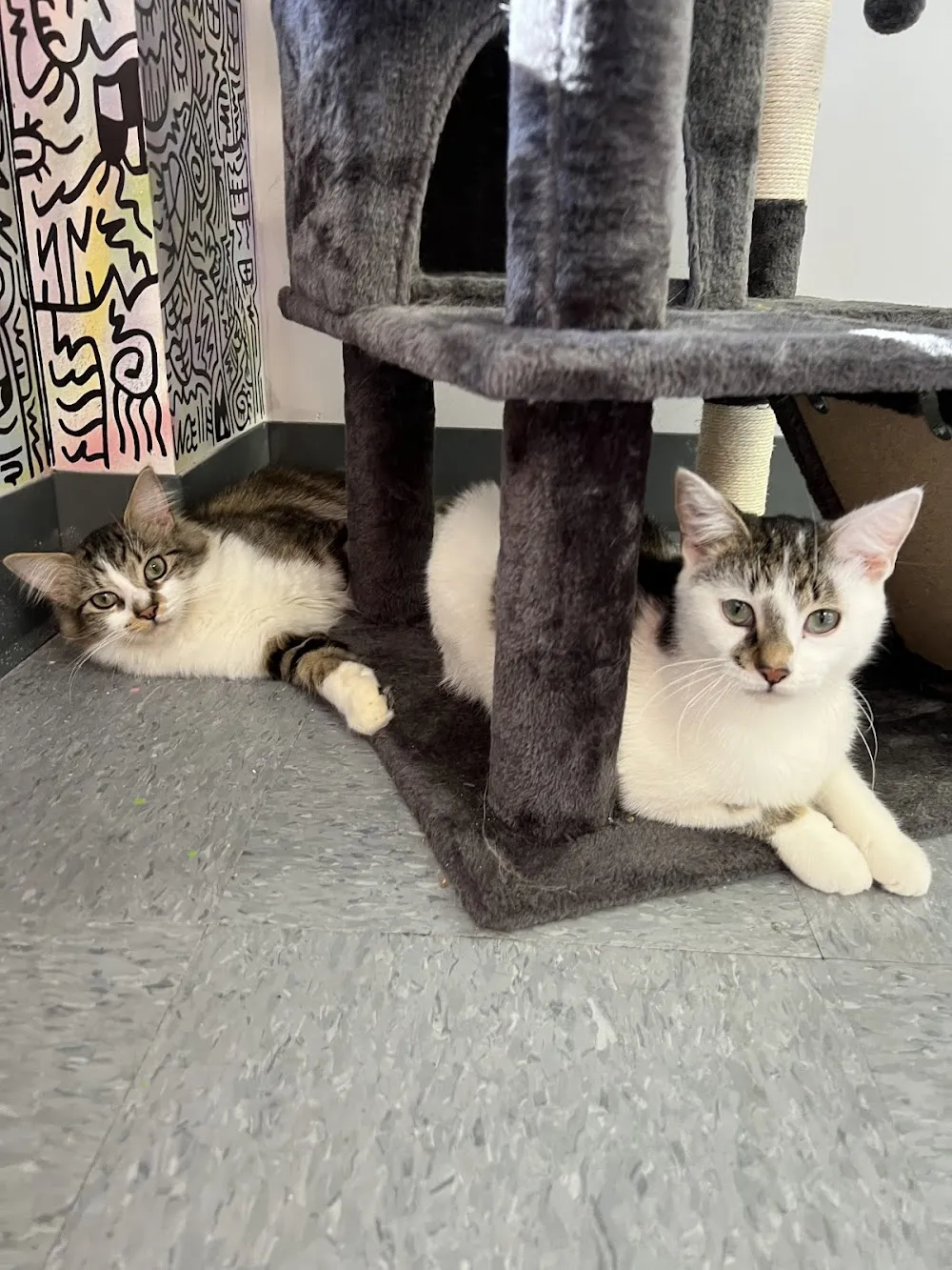 The Cat’s Closet cat cafe in Bloomington - atmosphere