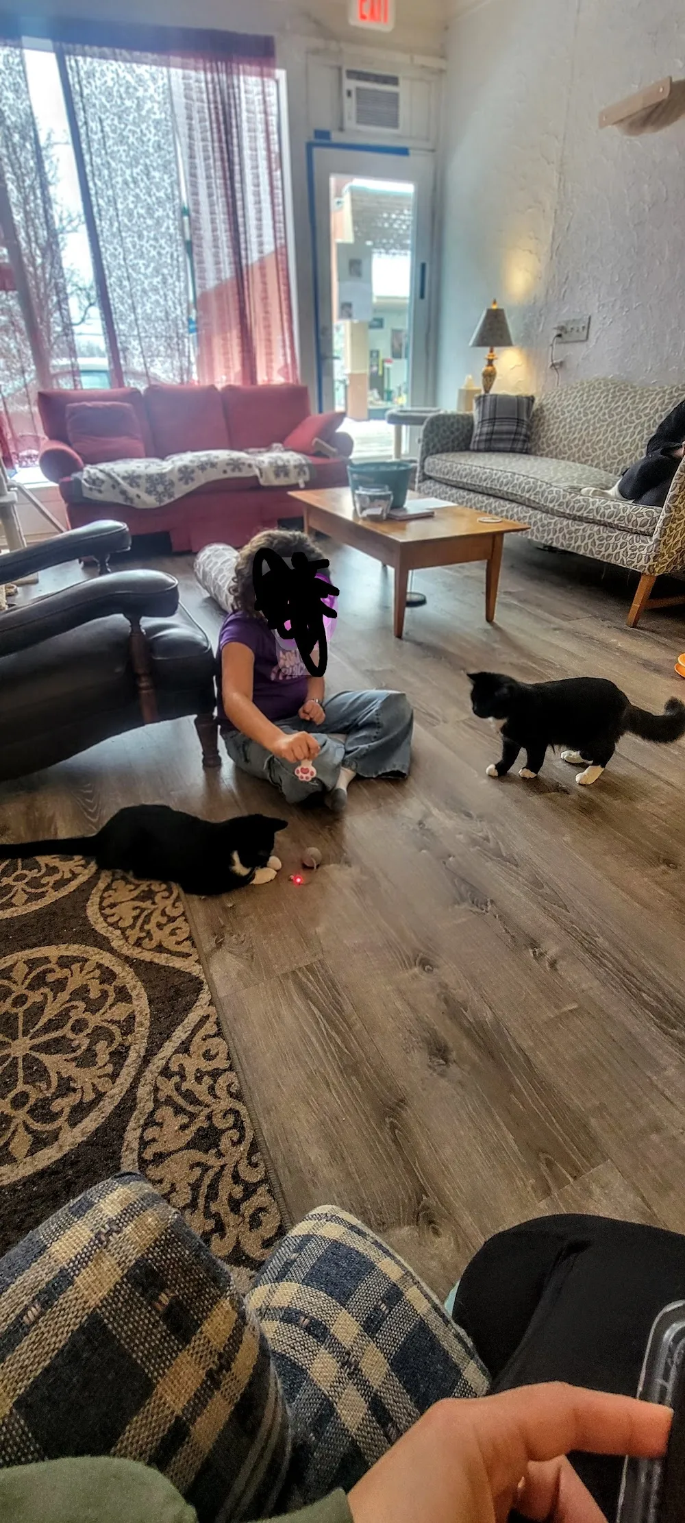 The Cats Familiar - cat cafe in Gardiner