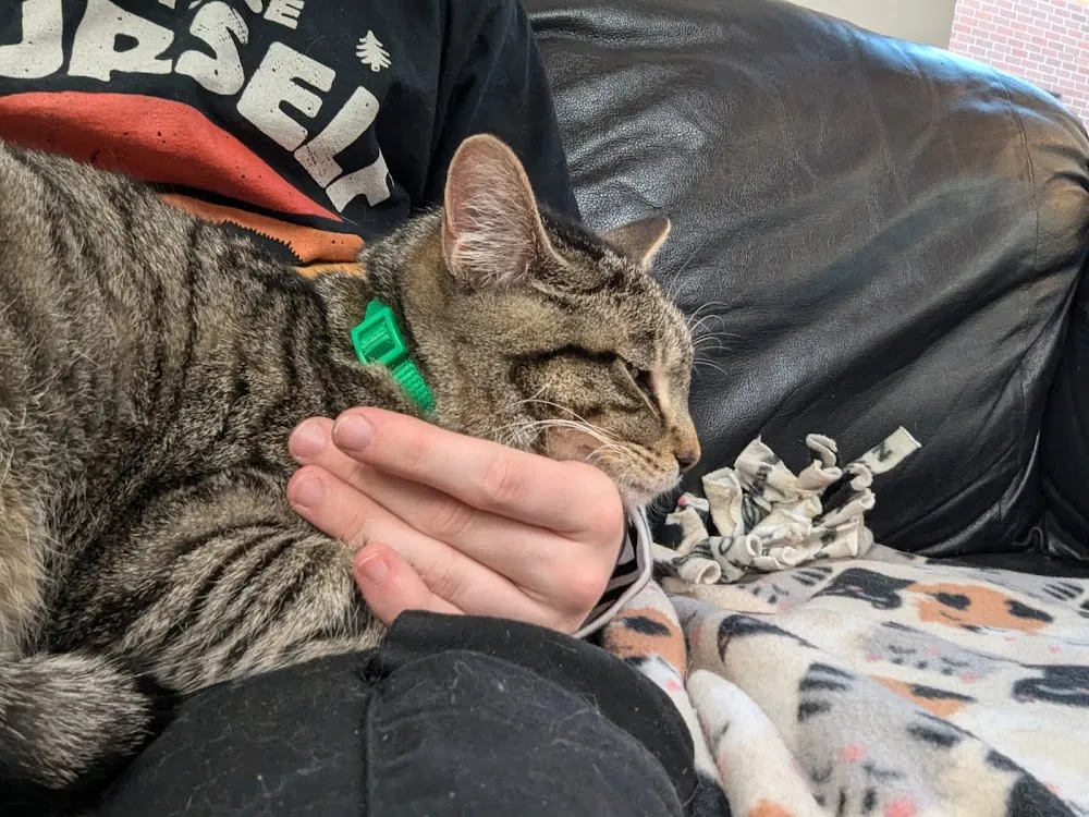 The Cat's Meow Café cat cafe in Bloomington - interior