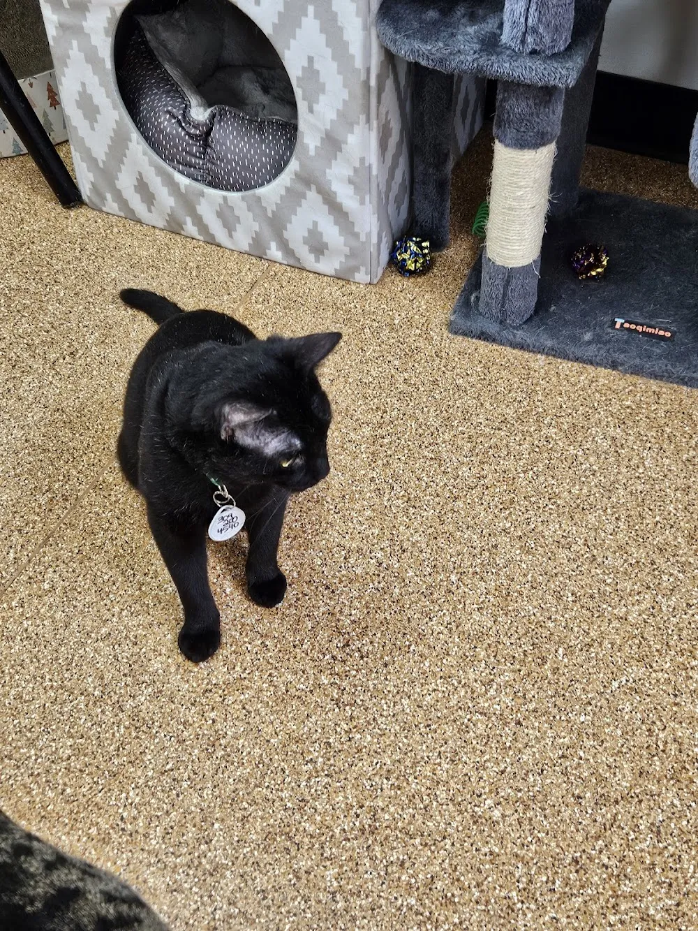 The Cat's Meow Café cat cafe in Bloomington - cats