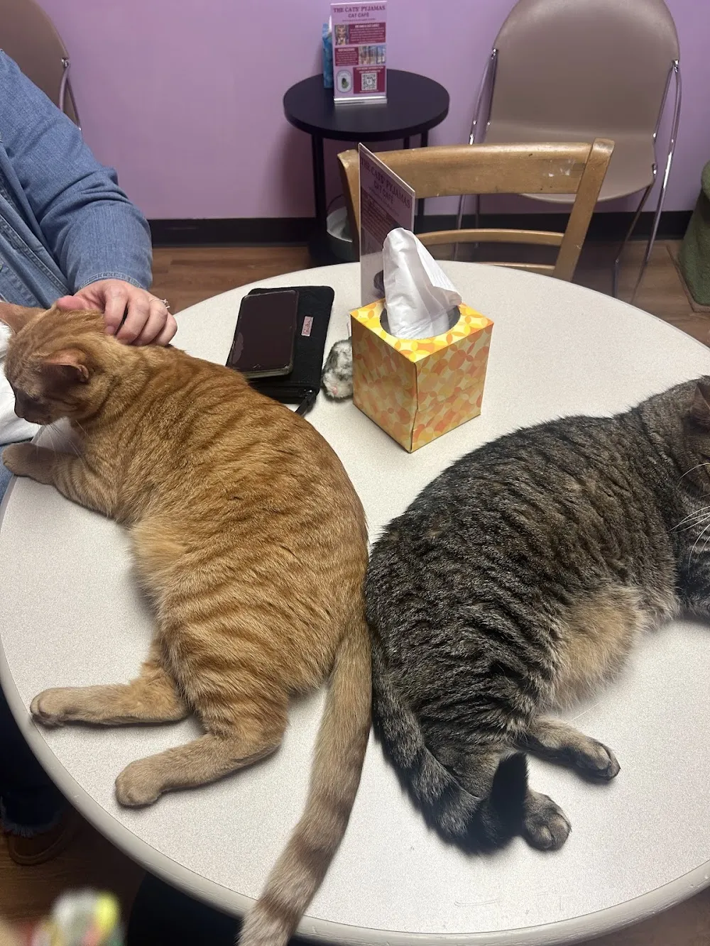 The Cats' Pyjamas Cat Café cat cafe in Springfield - cats