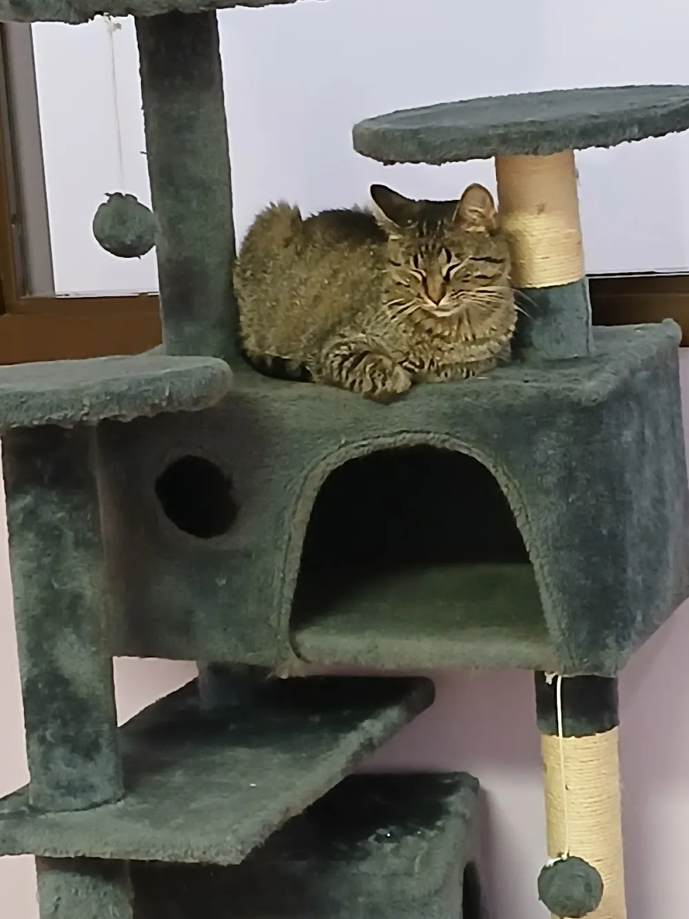 The Cats' Pyjamas Cat Café cat cafe in Springfield - atmosphere