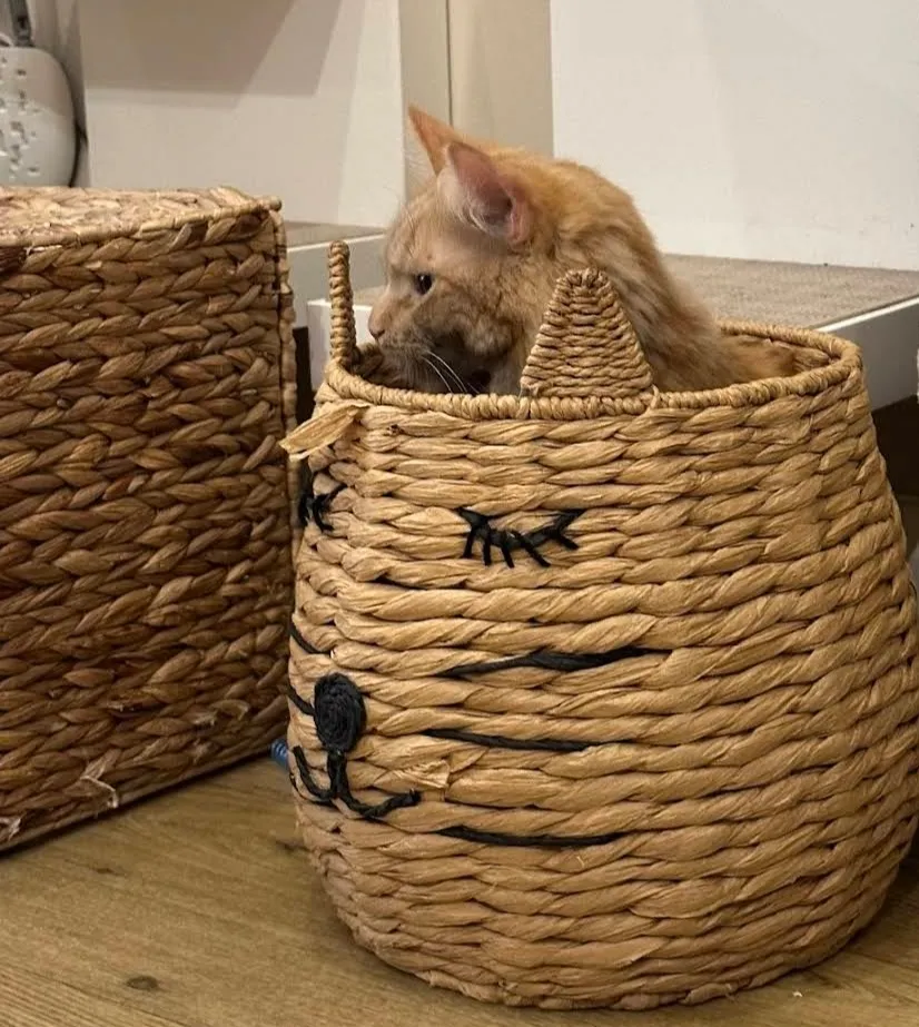 The Cat's Whiskers cat cafe in York - atmosphere